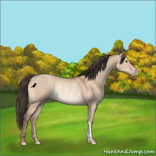 Horse Color:Sable Champagne Dun Rabicano