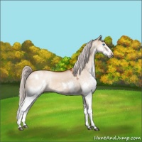 Horse Color:Silver Bay Dun Splash Rabicano 