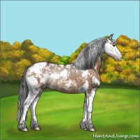 Horse Color:Bay Dun Sabino Rabicano 