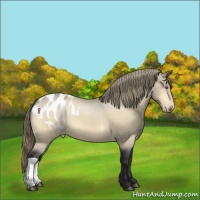 Horse Color:Buckskin Chinchilla Blanket 