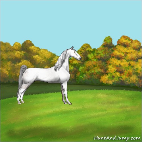 Horse Color:Gray Sable Champagne Appaloosa Rabicano 