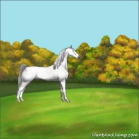 Horse Color:Gray Sable Champagne Appaloosa Rabicano