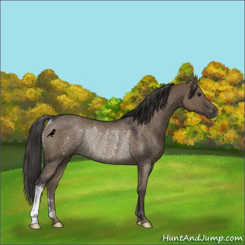 Horse Color:Smoky Grullo Rabicano 