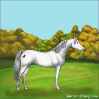 Horse Color:Gray Brown Dun 