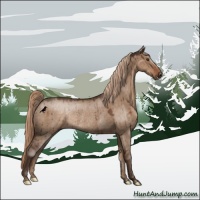Horse Color:Liver Red Dun Rabicano Brindle 