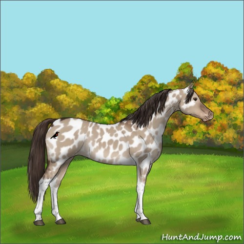 Horse Color:Liver Red Dun Tobiano Near Leopard Rabicano