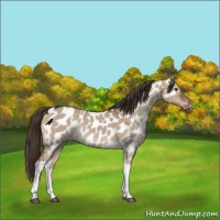 Horse Color:Liver Red Dun Tobiano Near Leopard Rabicano 