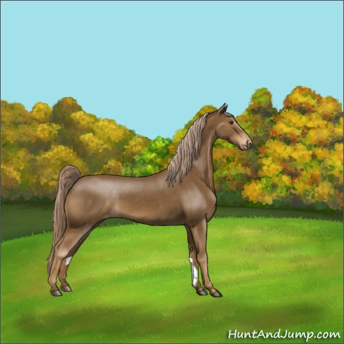 Horse Color:Chocolate Palomino Appaloosa Rabicano