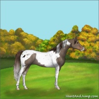 Horse Color:Liver Red Dun Tobiano Rabicano 