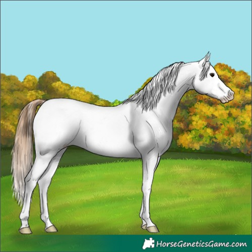 Horse Color:Smoky Grullo Sabino Tobiano Appaloosa Rabicano 