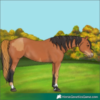 Horse Color:Chestnut and Bay