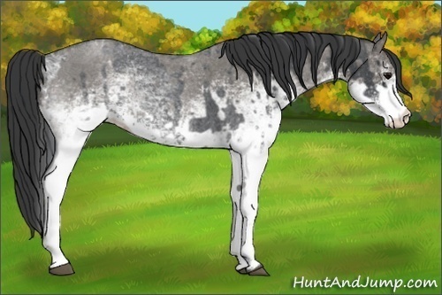 Horse Color:White Spotted Blue Roan Rabicano and White Spotted Grullo Roan Rabicano