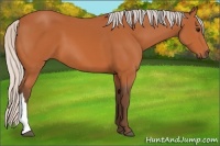 Horse Color:Silver Bay 