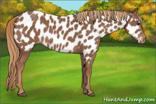 Horse Color:Chestnut Appaloosa 