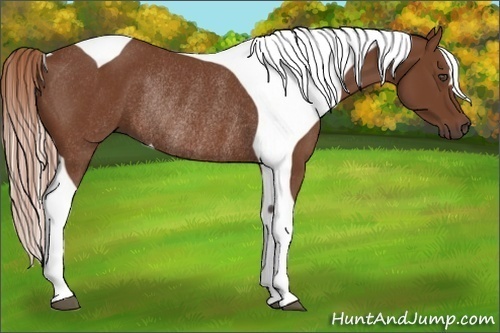 Horse Color:Chestnut Tobiano Rabicano 