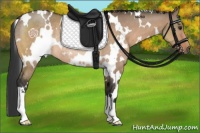 Horse Color:White Spotted Bay Dun Rabicano 