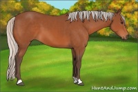 Horse Color:Silver Bay 