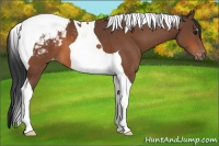 Horse Color:Bay Tobiano Snowcap