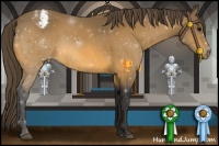 Horse Color:Buckskin Appaloosa