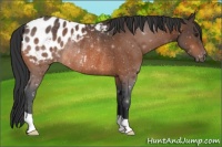 Horse Color:Brown Appaloosa Rabicano 