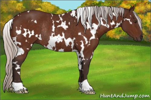 Horse Color:White Spotted Silver Brown Rabicano 