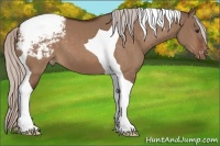 Horse Color:Silver Brown Dun Tobiano Appaloosa 
