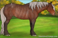 Horse Color:Silver Brown Varnish Rabicano 