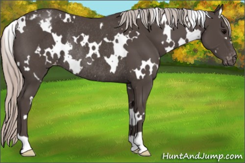 Horse Color:Unknown 