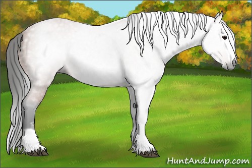 Horse Color:Gray Bay Splash Frame 