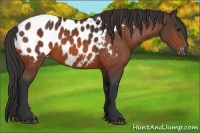 Horse Color:Bay Appaloosa 
