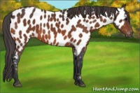 Horse Color:Bay Appaloosa 