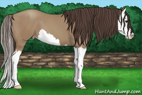 Horse Color:Classic Champagne Splash
