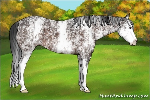 Horse Color:White Spotted Brown 