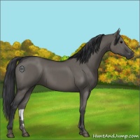 Horse Color:Grullo