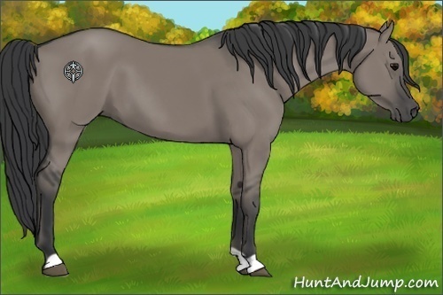 Horse Color:Grullo 