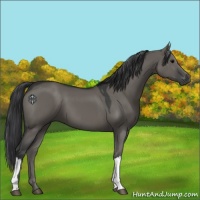 Horse Color:Grullo 
