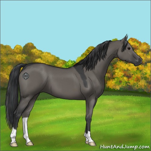 Horse Color:Grullo 