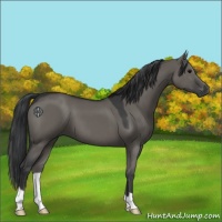 Horse Color:Grullo 