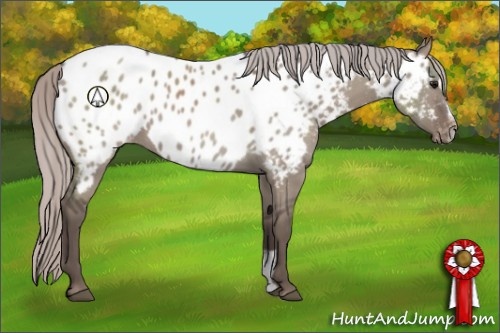 Horse Color:Silver Grullo Sabino Appaloosa 