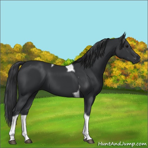 Horse Color:Black Tobiano 
