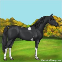 Horse Color:Black Tobiano 