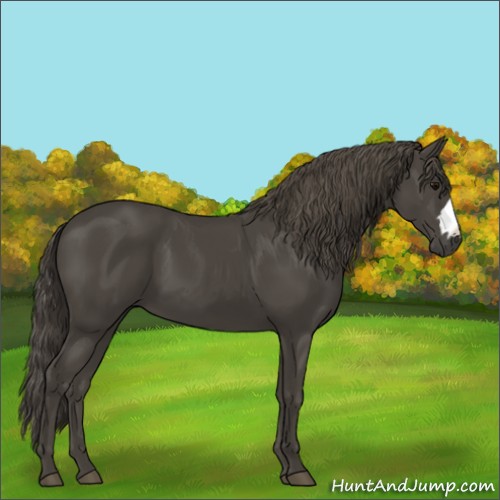 Horse Color:Smoky Black 