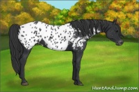 Horse Color:Black Appaloosa