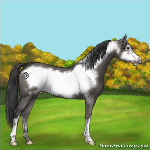 Horse Color:Grullo Frame 
