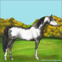 Horse Color:Grullo Frame