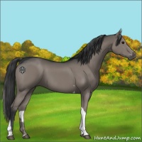 Horse Color:Grullo Tobiano