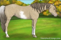 Horse Color:White Spotted Classic Cream Champagne 
