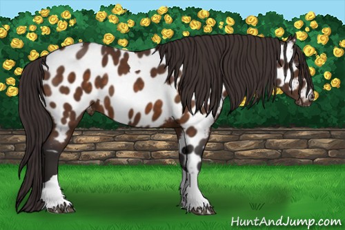 Horse Color:Buckskin Tobiano Near Leopard