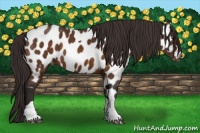 Horse Color:Buckskin Tobiano Near Leopard 