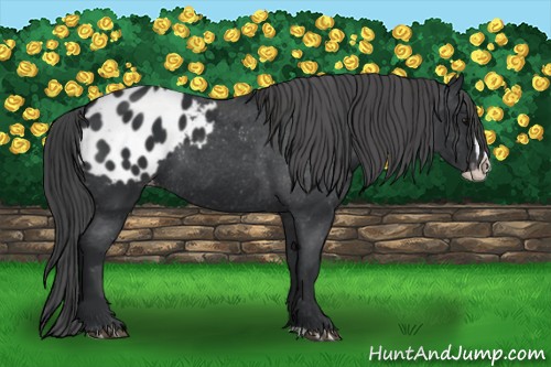 Horse Color:Black Splash Appaloosa 